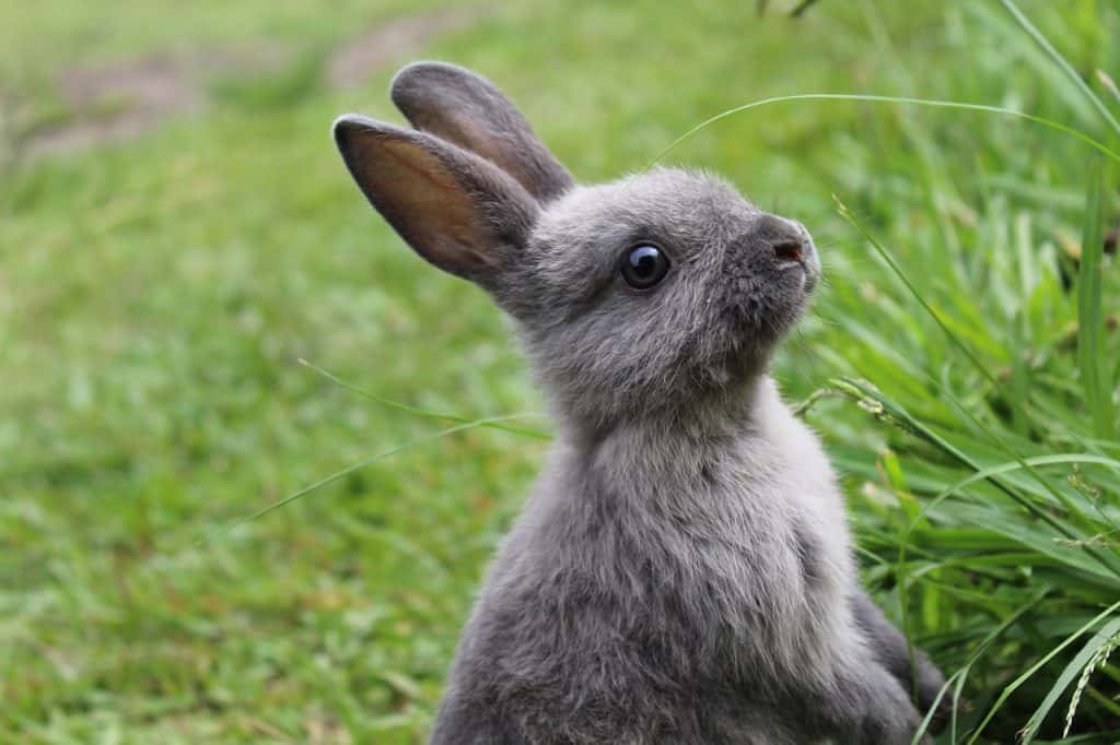 rabbit, bunny, easter-4813172.jpg