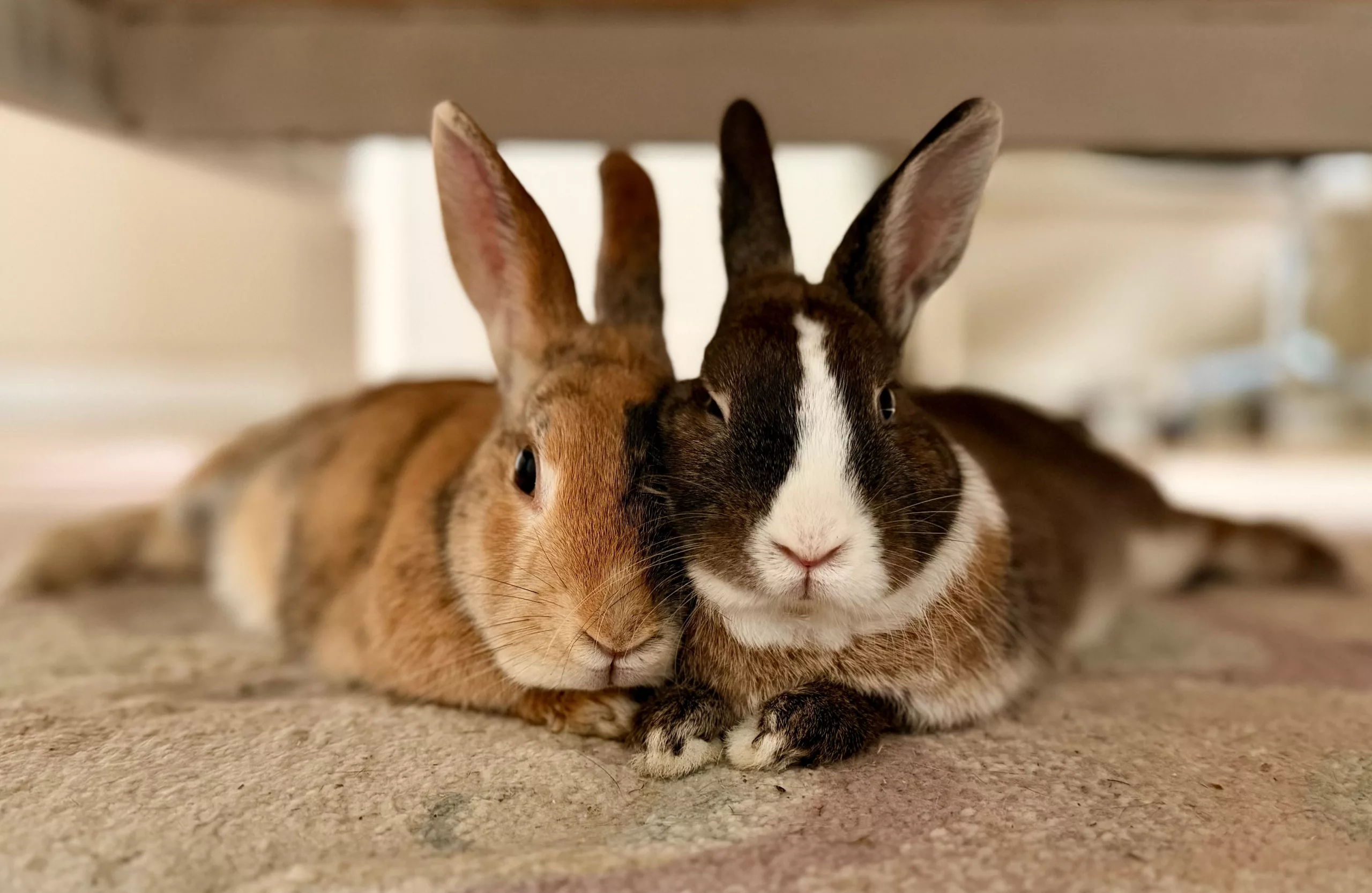 Two rabbits lying close together on a carpet indoors, creating a warm and cozy atmosphere.